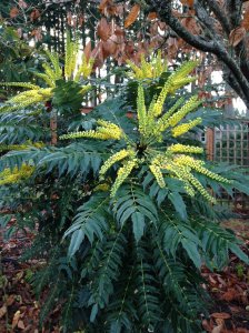 mahonia