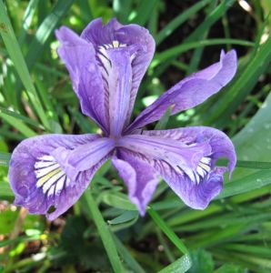 Iris tenax