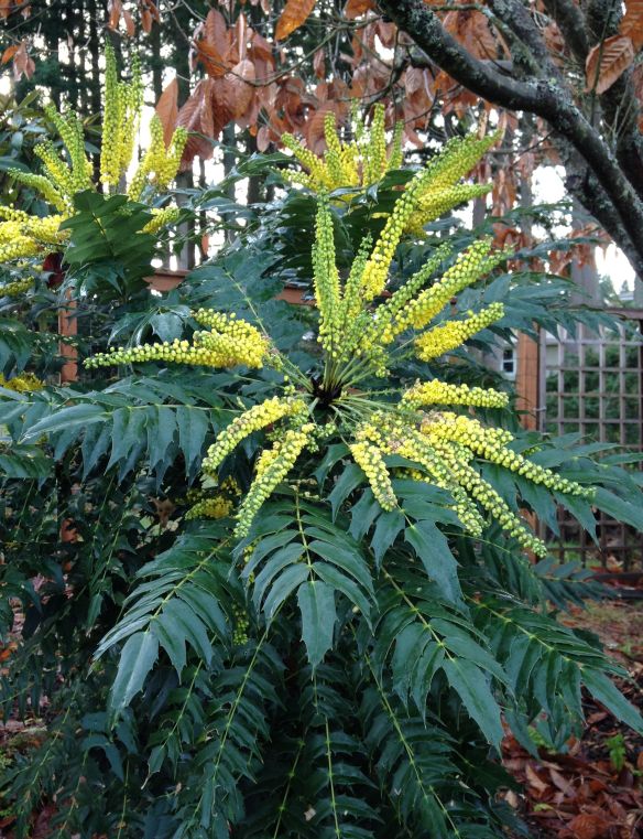 mahonia