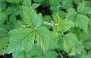 tiarella trifoliata leaves