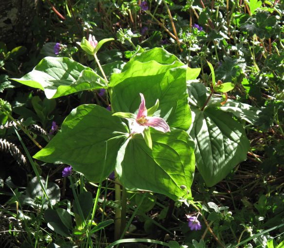 Trillium ovatum