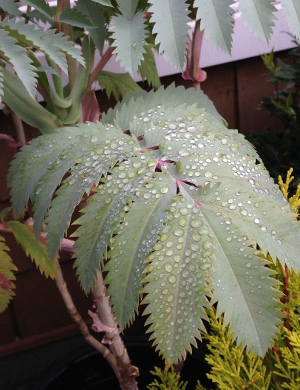 melianthus leaf after a brief shower