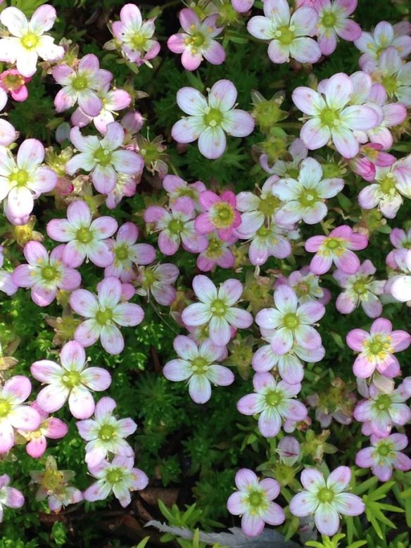 Tight shot of Saxifrage flowers