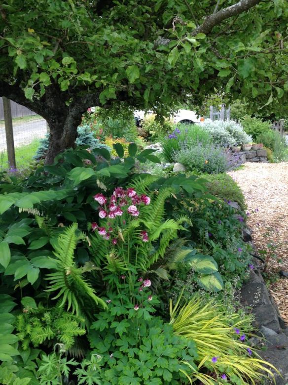 Shady spot under our old apple tree