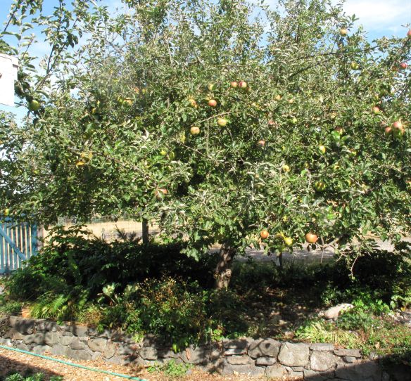 Our old apple tree is laden with fruit this year