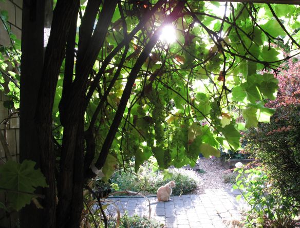 Morning sun from grape arbor