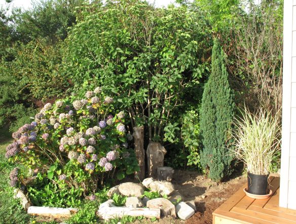 From left, variegated sedge in pot, dwarf cyprus (Chamaecyparis lawsoniana 'Ellwoodi'), lilac and hydrangea
