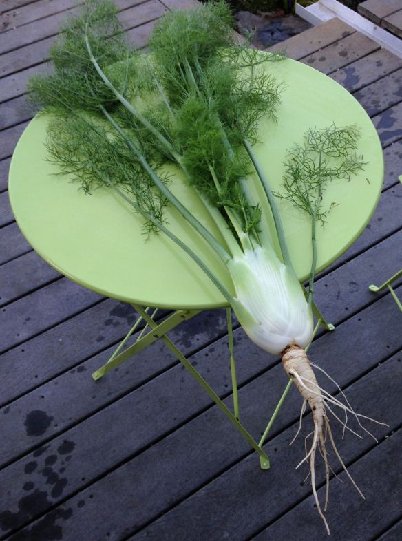 fennel bulb