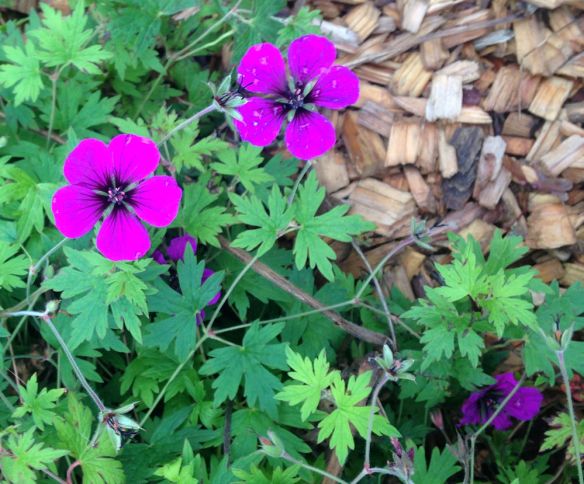 hardy geranium