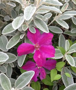red clematis w Senecio greyi