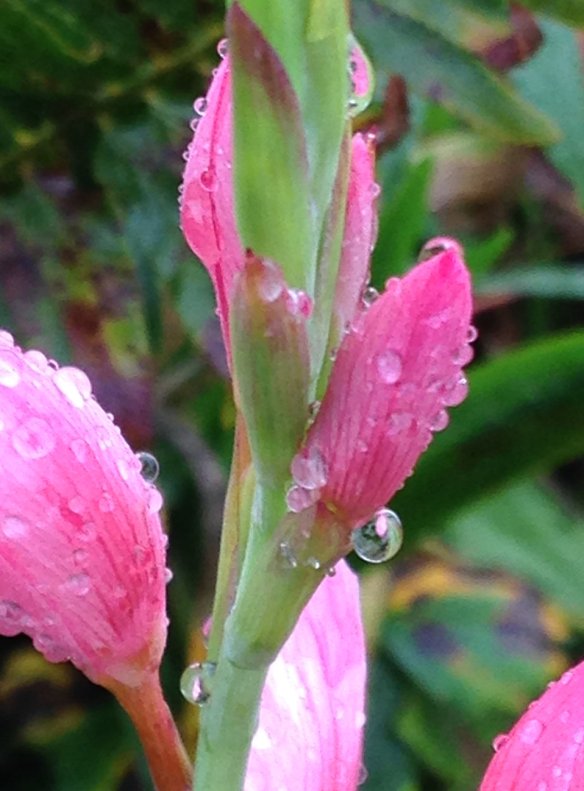 Buds of Pink Crimson Flag enjoying the rain