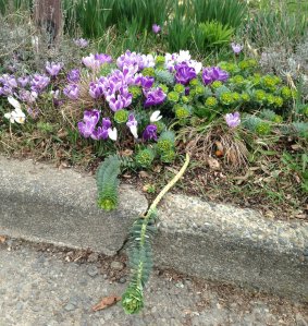 Euphorbia escaping from a bunch of crocuses