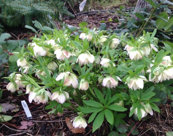 hellebore