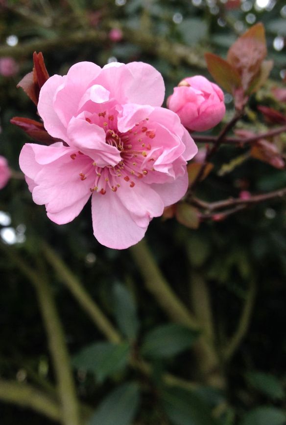 Definitely an early or even a false spring in the city of Seattle