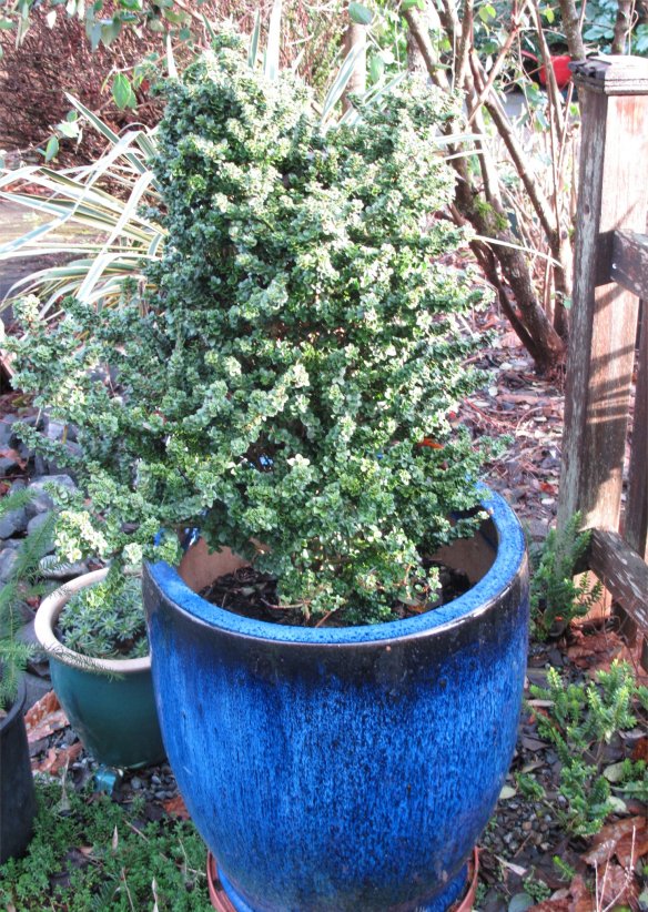 Ilex crenata 'Dwarf Pagoda'