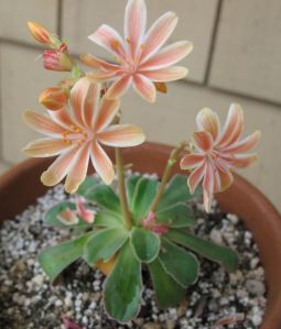 First of my 50 Lewisia cotyledon crosses to bloom. 