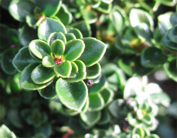 Ilex crenata 'Dwarf Pagoda' detail