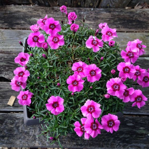 alpine dianthus