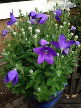balloon flower