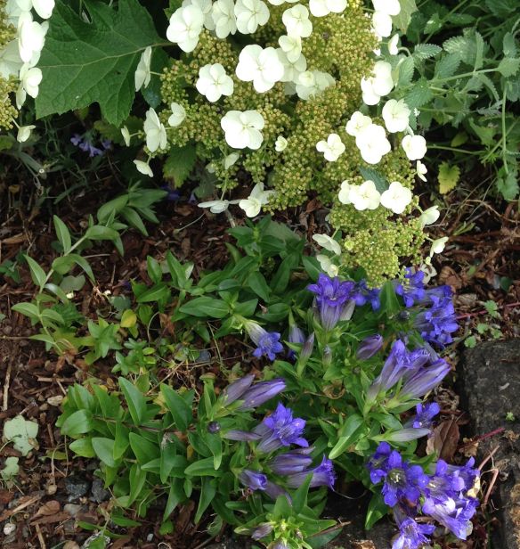 gentian-hydrangea