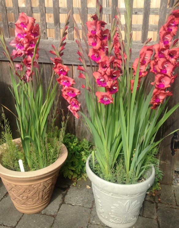 Gladiolas