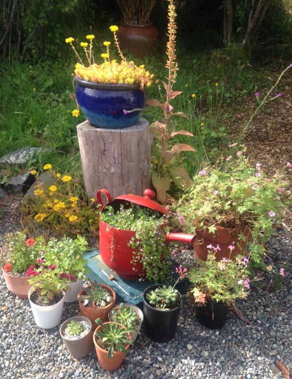 kenilworth ivy grouping