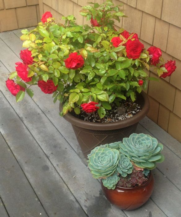 rose-echevaria-sempervivum