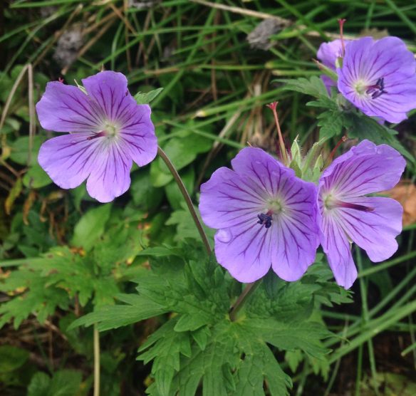 geranium-erianthum