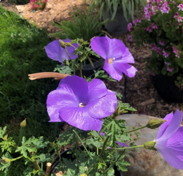 click photo for larger view