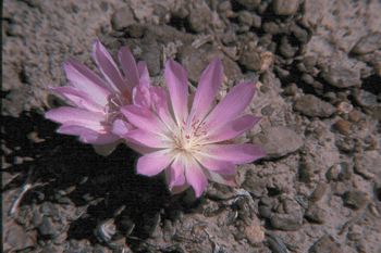 Photo by Gary Monroe. Courtesy of USDA, Forest  Service Department of Agriculture.